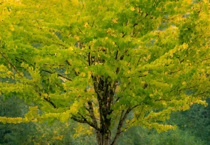 Picture of USA-WASHINGTON STATE-BELLEVUE GINKGO TREE IN AUTUMN COLORS