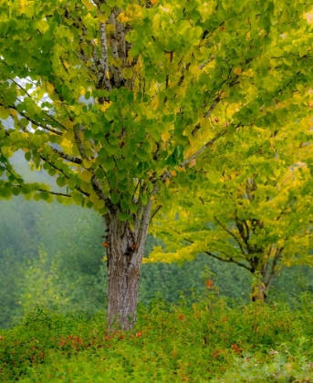 Picture of USA-WASHINGTON STATE-BELLEVUE GINKGO TREE IN AUTUMN COLORS