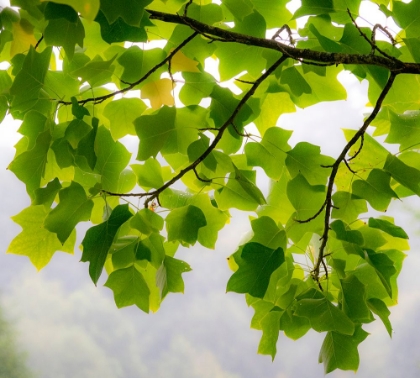 Picture of USA-WASHINGTON STATE-BELLEVUE GINKGO TREE GREEN LEAVES