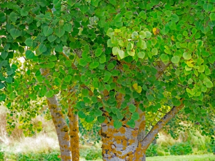 Picture of USA-WASHINGTON STATE-BELLEVUE GINKGO TREE GREEN LEAVES