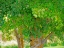 Picture of USA-WASHINGTON STATE-BELLEVUE GINKGO TREE GREEN LEAVES