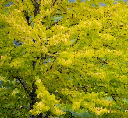 Picture of USA-WASHINGTON STATE-BELLEVUE GINKGO TREE IN AUTUMN COLORS