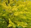 Picture of USA-WASHINGTON STATE-BELLEVUE GINKGO TREE IN AUTUMN COLORS