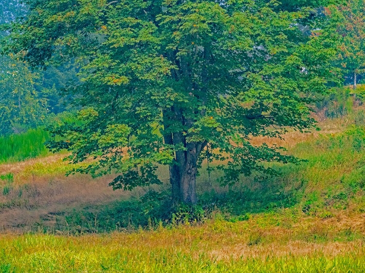 Picture of USA-WASHINGTON STATE-ISSAQUAH LONE BIG LEAF MAPLE TREE IN GRASSY FIELD