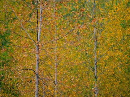 Picture of USA-WASHINGTON STATE-PRESTON AND COTTONWOOD TREES IN FALL COLORS