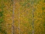 Picture of USA-WASHINGTON STATE-PRESTON AND COTTONWOOD TREES IN FALL COLORS
