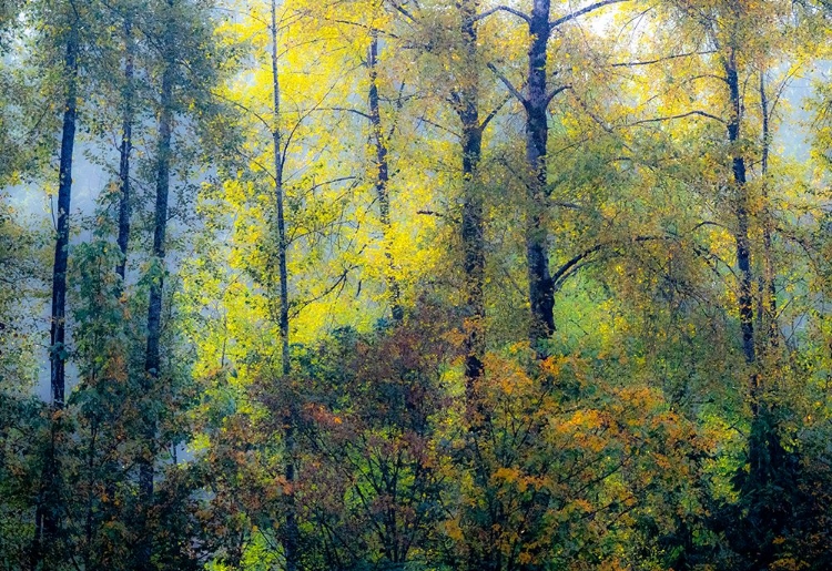 Picture of USA-WASHINGTON STATE-PRESTON WITH COTTONWOODS IN FALL COLOR