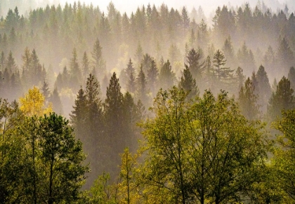 Picture of USA-WASHINGTON STATE-PRESTON EVERGREENS AND COTTONWOOD TREES LIFTING FOG ON HILLSIDE