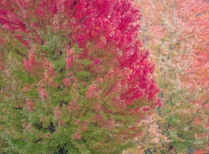 Picture of USA-WASHINGTON STATE-ISSAQUAH WITH FALL COLORED MAPLE TREES ALONG DOWNTOWN ROADS