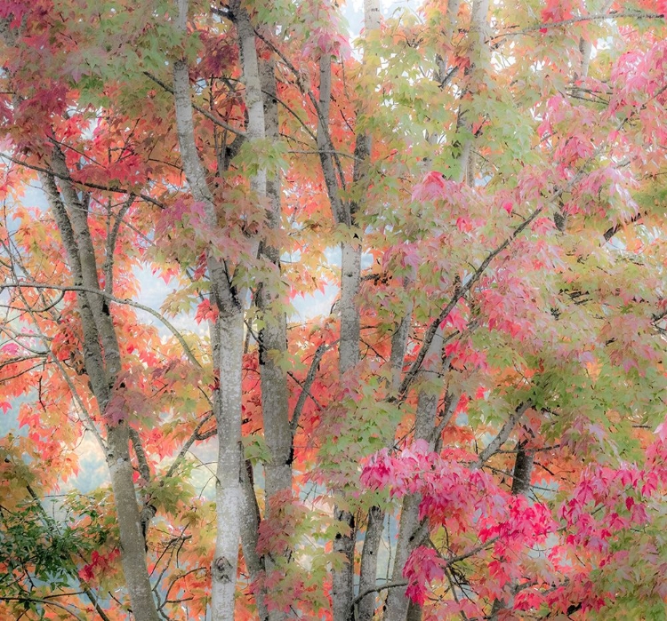 Picture of USA-WASHINGTON STATE-ISSAQUAH WITH FALL COLORED MAPLE TREES ALONG DOWNTOWN ROADS