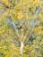 Picture of USA-WASHINGTON STATE-BELLEVUE BIRCH TREES WITH GOLDEN FALL COLORS