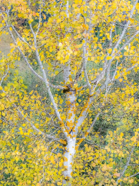 Picture of USA-WASHINGTON STATE-BELLEVUE BIRCH TREES WITH GOLDEN FALL COLORS