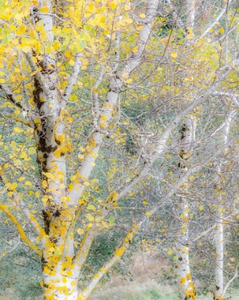 Picture of USA-WASHINGTON STATE-BELLEVUE BIRCH TREES WITH GOLDEN FALL COLORS