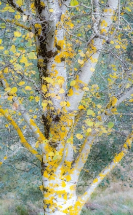 Picture of USA-WASHINGTON STATE-BELLEVUE BIRCH TREES WITH GOLDEN FALL COLORS