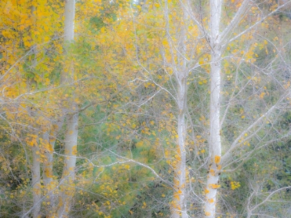 Picture of USA-WASHINGTON STATE-BELLEVUE BIRCH TREES WITH GOLDEN FALL COLORS