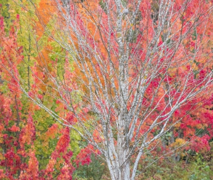 Picture of USA-WASHINGTON STATE-ISSAQUAH WITH FALL COLORED MAPLE TREES ALONG DOWNTOWN ROADS