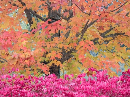 Picture of USA-WASHINGTON STATE-ISSAQUAH WITH FALL COLORED MAPLE TREES ALONG DOWNTOWN ROADS