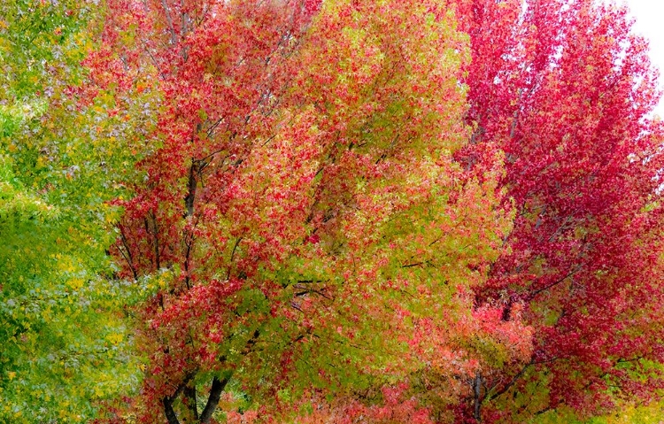 Picture of USA-WASHINGTON STATE-ISSAQUAH WITH FALL COLORED MAPLE TREES ALONG DOWNTOWN ROADS