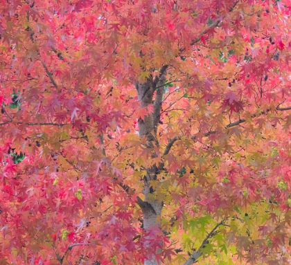 Picture of USA-WASHINGTON STATE-ISSAQUAH WITH FALL COLORED MAPLE TREES ALONG DOWNTOWN ROADS