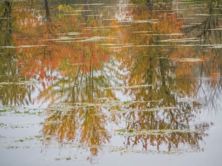 Picture of USA-WASHINGTON STATE-FALL CITY AND FALL COLORED TREES IN REFLECTION SNOQUALMIE RIVER