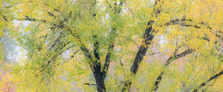 Picture of USA-WASHINGTON STATE-NORTH BEND TREE TRUNKS AND GOLDEN AUTUMN LEAVES