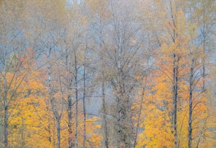Picture of USA-WASHINGTON STATE-PRESTON-COTTONWOODS AND BIG LEAF MAPLE TREES IN FALL COLORS