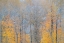 Picture of USA-WASHINGTON STATE-PRESTON-COTTONWOODS AND BIG LEAF MAPLE TREES IN FALL COLORS