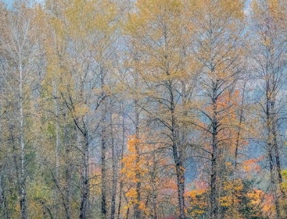 Picture of USA-WASHINGTON STATE-PRESTON-COTTONWOODS TREES IN FALL COLORS