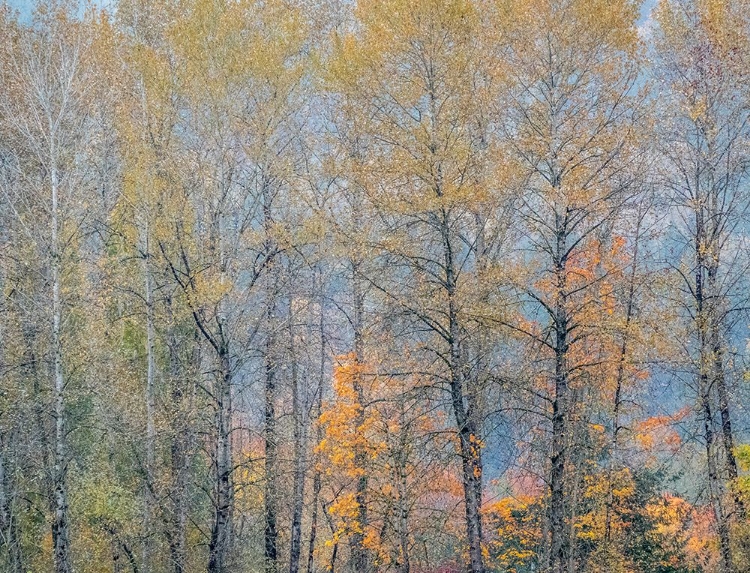 Picture of USA-WASHINGTON STATE-PRESTON-COTTONWOODS TREES IN FALL COLORS