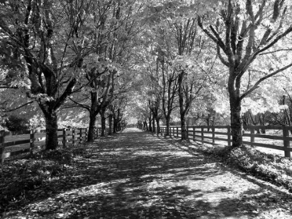 Picture of USA-WASHINGTON STATE-NORTH BEND BLACK AND WHITE MAPLE TREE LINED DRIVEWAY