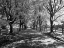 Picture of USA-WASHINGTON STATE-NORTH BEND BLACK AND WHITE MAPLE TREE LINED DRIVEWAY