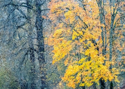 Picture of USA-WASHINGTON STATE-PRESTON-COTTONWOODS AND BIG LEAF MAPLE TREES IN FALL COLORS