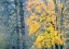 Picture of USA-WASHINGTON STATE-PRESTON-COTTONWOODS AND BIG LEAF MAPLE TREES IN FALL COLORS
