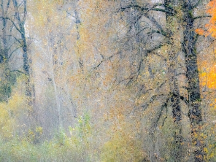 Picture of USA-WASHINGTON STATE-PRESTON-COTTONWOODS AND BIG LEAF MAPLE TREES IN FALL COLORS