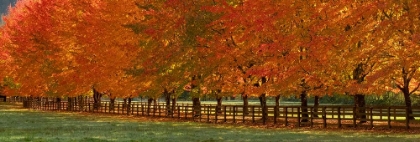 Picture of USA-WASHINGTON STATE-NORTH BEND FENCE AND TREE LINED DRIVEWAY IN FALL COLORS