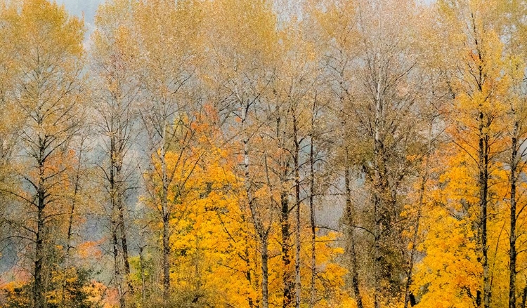 Picture of USA-WASHINGTON STATE-PRESTON-COTTONWOODS TREES IN FALL COLORS