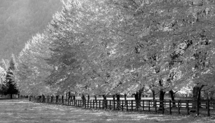 Picture of USA-WASHINGTON STATE-NORTH BEND FENCE AND TREE LINED DRIVEWAY IN FALL COLORS