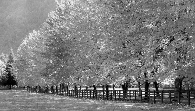 Picture of USA-WASHINGTON STATE-NORTH BEND FENCE AND TREE LINED DRIVEWAY IN FALL COLORS