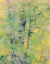 Picture of USA-WASHINGTON STATE-PRESTON-COTTONWOODS TREES IN FALL COLORS