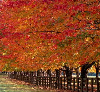 Picture of USA-WASHINGTON STATE-NORTH BEND FENCE AND TREE LINED DRIVEWAY IN FALL COLORS