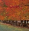 Picture of USA-WASHINGTON STATE-NORTH BEND FENCE AND TREE LINED DRIVEWAY IN FALL COLORS