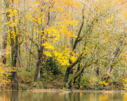 Picture of USA-WASHINGTON STATE-SNOQUALMIE RIVER EDGED BY BIG LEAF MAPLE TREES IN YELLOW