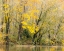 Picture of USA-WASHINGTON STATE-SNOQUALMIE RIVER EDGED BY BIG LEAF MAPLE TREES IN YELLOW