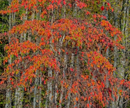 Picture of USA-WASHINGTON STATE-SNOQUALMIE CHERRY TREES IN RED WITH BACKDROP OF ALDER TREE TRUNKS