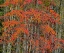 Picture of USA-WASHINGTON STATE-SNOQUALMIE CHERRY TREES IN RED WITH BACKDROP OF ALDER TREE TRUNKS