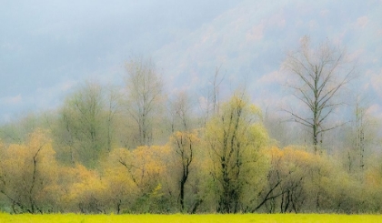 Picture of USA-WASHINGTON STATE-NORTH BEND COTTONWOOD AND WILLOW TREES IN FALL COLORS