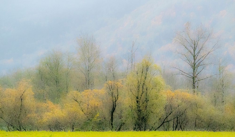 Picture of USA-WASHINGTON STATE-NORTH BEND COTTONWOOD AND WILLOW TREES IN FALL COLORS