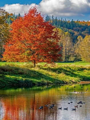 Picture of USA-WASHINGTON STATE-FALL CITY-SNOQUALMIE RIVER AND FALL COLORED MAPLE TREE IN REFLECTION