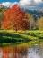 Picture of USA-WASHINGTON STATE-FALL CITY-SNOQUALMIE RIVER AND FALL COLORED MAPLE TREE IN REFLECTION