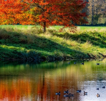 Picture of USA-WASHINGTON STATE-FALL CITY-SNOQUALMIE RIVER AND FALL COLORED MAPLE TREE IN REFLECTION